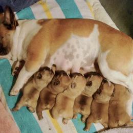 French Bulldog Puppies from Sapphire Skies French Bulldogs