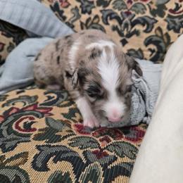 Will Scarlett - Blue merle male Australian Shepherd puppy in Wrightsville, Georgia from Wild Magnolia Farms Aussies