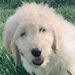 Goldendoodle Puppies from Toneytails Doodles