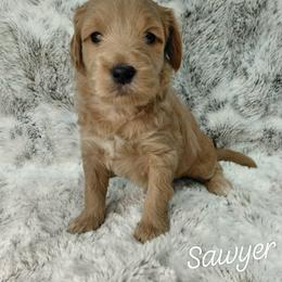Sawyer - Red  male Goldendoodle puppy in Eau Claire, Wisconsin from Fisher River Doodle's