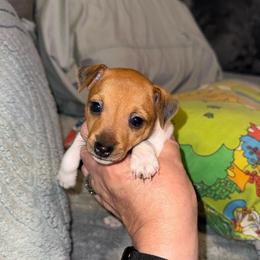 Pup C - White and tan female Toy Fox Terrier puppy in Clermont, Florida from Debbie Hiles's Toy Fox Terriers