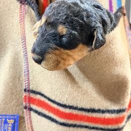 Miss Yellow - Black and tan female Airedale Terrier puppy in Mooresville, North Carolina from Farm 55
