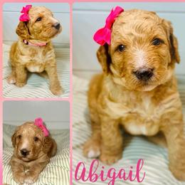 Abigail - Red  female Goldendoodle puppy in Pasadena, Texas from Toledo Creek Doodles