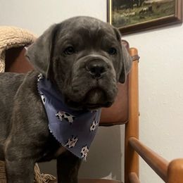 Cash - Gray brindle male Cane Corso puppy in Utah from 3Lake Kennelz