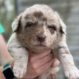 Australian Shepherds from Central Florida Australian Shepherds