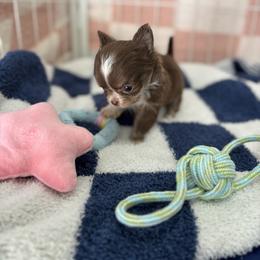 Chihuahua Puppies from Cloud9 Chihuahuas