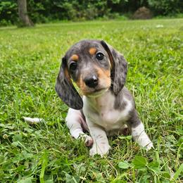 Black and tan dapple piebald - Dapple male Dachshund puppy in Belle Rive, Illinois from Akin's Miniature Dachshunds, LLC