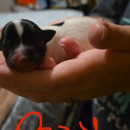 Boy 2 - Black and white male Chihuahua puppy in Murphy, North Carolina from Karolina Kennels