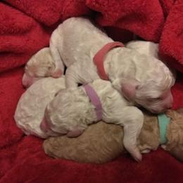 Poodle Puppies from Barbi's Standards