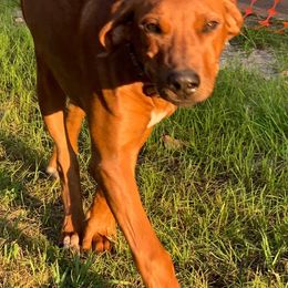 German Shorthaired Pointers and Rhodesian Ridgebacks from Kandarin Kennels