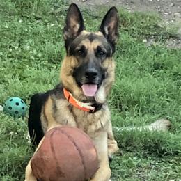 Rambo - German Shepherd
