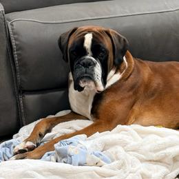 Mack - Boxer