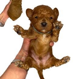 Dublin (blue) - Red  male Goldendoodle puppy in Hot Springs, Arkansas from Hot Springs Kennels