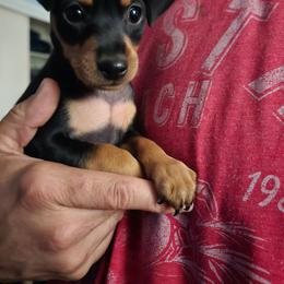 Miniature Pinscher puppies from NutMeg Min Pins