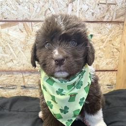 Clyde - White and brown male Newfoundland puppy in Goodhue, Minnesota from Claypits Newfoundlands
