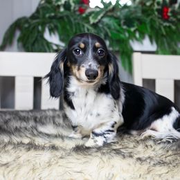 Dachshund Puppies from Dachsy