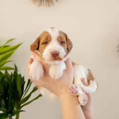 Mango - male Golden Mountain Doodle puppy in New River, Arizona from Sonoran Standard Doodles