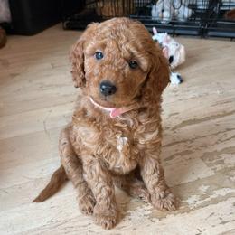 Peaches - Red  female Goldendoodle puppy in Sugar City, Idaho from Idaho Sugar Doodle Pups