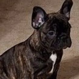 French Bulldogs from Cobble Creek French Bulldogs