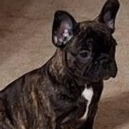 French Bulldogs from Cobble Creek French Bulldogs