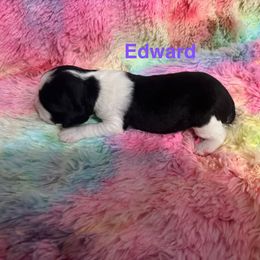 Boy 1 - male English Springer Spaniel puppy in Denton, Texas from Kytra's Kennels