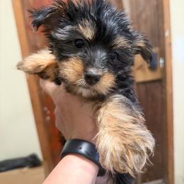 Molly - Black & tan tri-color female Morkie puppy in Winston Salem, North Carolina from Patty’s Paws