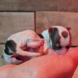 AKC parti boy 1 - Parti male Yorkshire Terrier puppy in Greencastle, Indiana from Tiny Tushy Lodge
