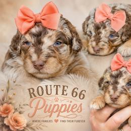 Girl 4, Jessa - Merle female Bernedoodle puppy in Delphos, Ohio from Route 66 Poodles & Doodles, Sapphire Shih-tzu's of Ohio
