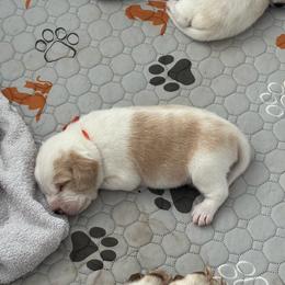 Sunny - Lemon and white male Beagle puppy in Meridianville, Alabama from Spear Haven Beagles (formerly Spear Lake Beagles)