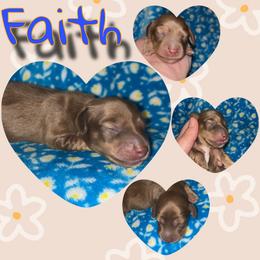 Faith - Chocolate female Dachshund puppy in Brazil, Indiana from King Duke Dachshunds