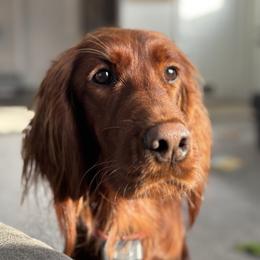 Irish Setter All Grown Up from Ol' Red Ranch
