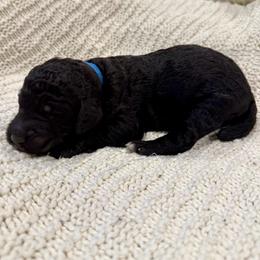 Blue - Silver male Poodle puppy in Camdenton, Missouri from Silver Lining Poodles
