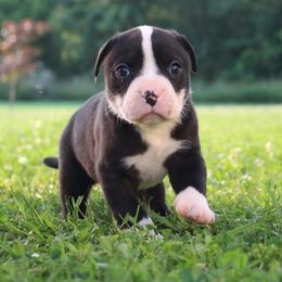 Jehu - male Alapaha Blue Blood Bulldog puppy in Grafton, Ohio from Eclipse Alapaha Kennels