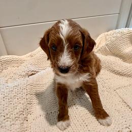 Boy 4 - Cream male Goldendoodle puppy in Godley, Texas from Godley Designer Doodles