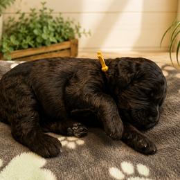 Sawyer - Black male Goldendoodle puppy in Portland, Tennessee from Happy_Tails_by_TJ