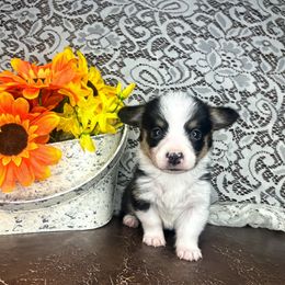 Jinu - Black and tan male Pembroke Welsh Corgi puppy in Ritzville, Washington from Sapphire Iris Corgis