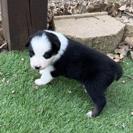 Lilly - Black tri-color female Australian Shepherd puppy in Mount Vernon, Texas from RJ's Aussie Posse
