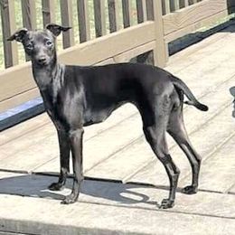 Lurcher and Whippet Puppies from River Valley Canines