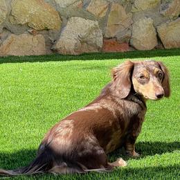 Gucci - Dachshund