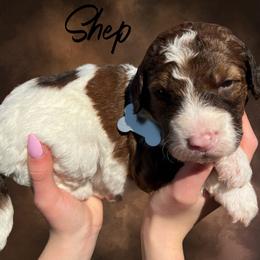 Shep - Brown male Whoodle puppy in Knoxville, Tennessee from Fleury Farm Doodles TN