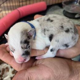 Red or Slate Merle (blue) - White and blue merle male Border Collie puppy in Bradley, South Carolina from DiCola Farm