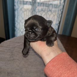 Brussels Griffon Puppies from Butler Brussels Griffon