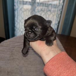 Brussels Griffon Puppies from Butler Brussels Griffon