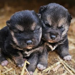Shiba Inu from Shiba Inus of Lubbock