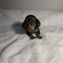 Blue - Dapple male Dachshund puppy in Odessa, Texas from K9 Royal Club