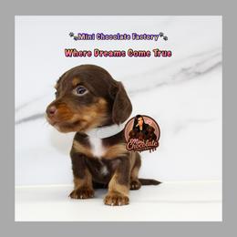 Gray - Chocolate and tan female Dachshund puppy in Liberty, Texas from Mini Chocolate Factory