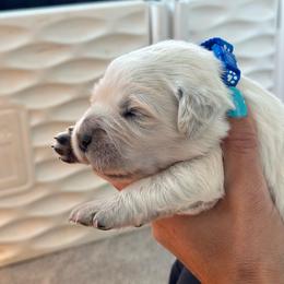 Boy 3 - Light golden male Golden Retriever puppy in Orland, California from Brownfield’s English Cream Golden Retrievers