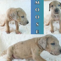 Great Dane Puppies from Pilot Danes