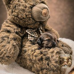 WREN - Brindle female Dachshund puppy in Greenfield, Ohio from Buck Run Creek Dachshunds