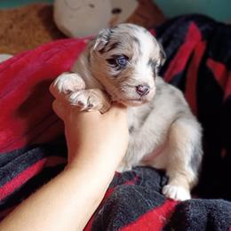 Girl 4 - Blue merle female Australian Shepherd puppy in Sultan, Washington from Van Huitt Australian Shepherds
